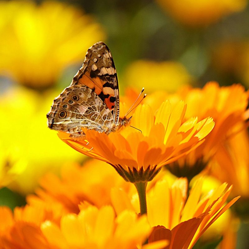 Close-up of a butterfly on a marigold, showcasing vibrant colors and nature's beauty.