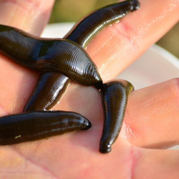 leech, medical leech, angler, bait, leech, leech, leech, leech, leech